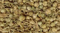 روغن گیاهی اسپند