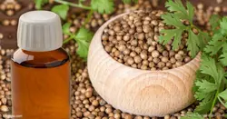 روغن گیاهی گشنیز