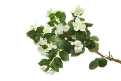 روغن گیاهی مورد