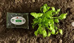 خاک بلک پیت دکتر بیز