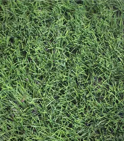 چمن ۲۵ میل سوزنی نارسیس