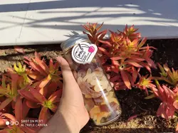 کندی جار بزرگ پاستیل نوشابه - شهر گیلاس | فروشگاه تخصصی پاستیل و شکلات