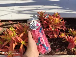 کندی جار بزرگ آبنبات مینیاتوری - شهر گیلاس | فروشگاه تخصصی پاستیل و شکلات