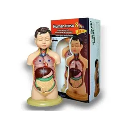 مولاژ بدن انسان 1/4