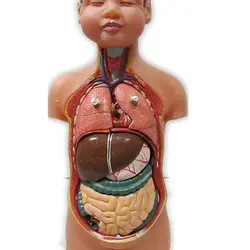 مولاژ بدن انسان 1/4