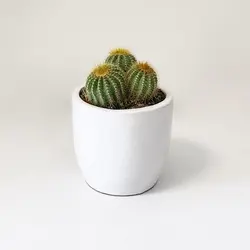 کاکتوس نوتو سه تایی