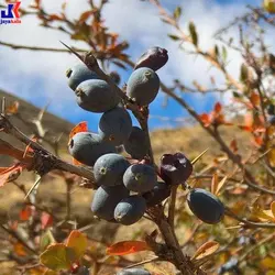 خرید نهال زرشک سیاه (پایه رویشی)
