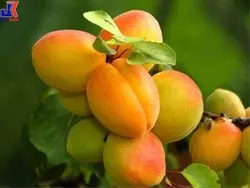 خرید نهال زردآلو شاهرودی (پایه رویشی) - فروشگاه جایا کالا خرید نهال زردآلو شاهرودی✔