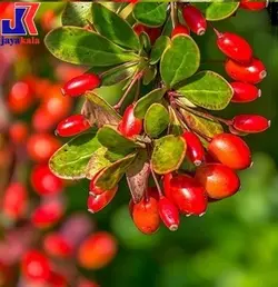 خرید نهال زرشک قرمز - جایا کالا | خرید نهال | قیمت نهال | نهالستان | نهال زرشک | جایا نهال