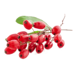 خرید نهال زرشک کوهی - جایا کالا | قیمت نهال زرشک | نهال زرشک | نهال گردو | نهال جایا