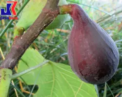 خرید نهال انجیر گلابی - جایا کالا | نهال انجیر گلابی | قیمت نهال انجیر | نهال انجیر اصلاح شده