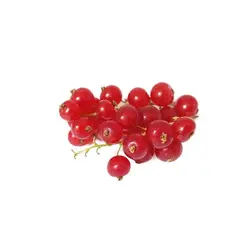 خرید نهال انگور رد کارنت - جایا کالا | قیمت نهال | نهال انگور خارجی | انگور فرنگی | ردکارنت