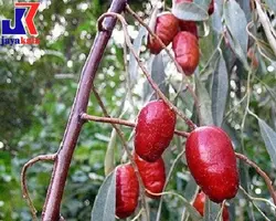 خرید نهال | فروش نهال | خرید نهال سنجد حاج حسینی | نهالستان | خرید نهال گردو | خرید نهال بادام