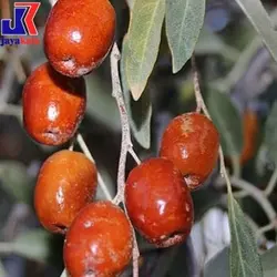 خرید نهال | فروش نهال | نهالستان | خرید نهال سنجد خرمایی و غزل | نهال گردو جایا | بادام جایا