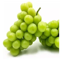 خرید نهال انگور موسکات سبز - جایا کالا | قیمت نهال انگور , خرید نهال , نهالستان , انگور جایا