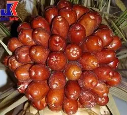 خرید نهال | فروش نهال | خرید نهال سنجد نقلی | قیمت نهال سنجد | قیمت نهال | نهالستان | گردو جایا