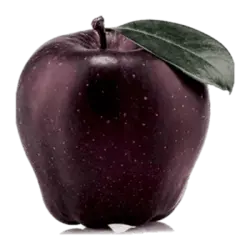 خرید نهال سیب سیاه (جرمین) - جایا کالا | خرید نهال | نهال سیب | نهالستان | فروش نهال | جایا