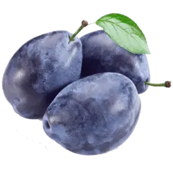 خرید نهال آلو خرمایی❁ - جایا کالا | خرید نهال آلو خرمایی