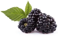 خرید نهال شاه توت - جایا کالا | خرید نهال | نهال توت | نهال شاه توت | فروش نهال , نهالستان