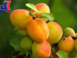 خرید نهال زردآلو شاهرودی - جایا کالا خرید نهال زردآلو شاهرودی✔| خرید نهال |فروش نهال