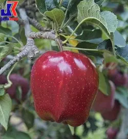 خرید نهال سیب مشهدی نوری مراغه♣ - جایا کالا |خرید نهال | خرید نهال سیب | نهال سیب | جایا