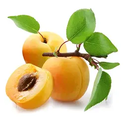 |خرید نهال زردآلو پیش رس | خرید نهال گردو