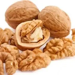 خرید نهال گردو کاغذی - جایا کالا | خرید نهال گردو | نهال گردو کاغذی | جایا نهال