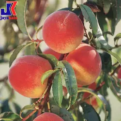 خرید نهال هلو آلبرتا زود رس - جایا کالا | خرید نهال | نهال هلو | خرید نهال گردو | نهال گردو چندلر