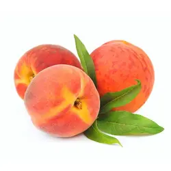 خرید نهال هلو اصفهان - جایا کالا | خرید نهال | نهال گردو | نهالستان | فروش نهال | نهال هلو جایا