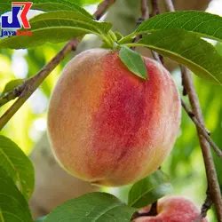 خرید نهال هلو هسته جدا - جایا کالا | خرید نهال | خرید نهال هلو , نهال گردو | خرید نهال گردو | نهال