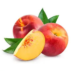 خرید نهال هلو قجیر قانات - جایا کالا | خرید نهال | نهال گردو | خرید نهال هلو | خرید نهال گردو