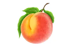 خرید نهال هلو سرخ آبی - جایا کالا