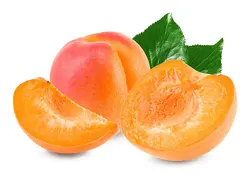 نهال زردآلو اردواباد - جایا کالا