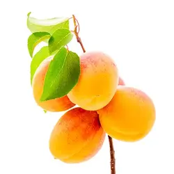 نهال زردآلو رکسانا - جایا کالا