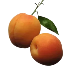 نهال زردآلو نادری - جایا کالا