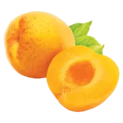 خرید نهال زردالو قیسی - جایا کالا