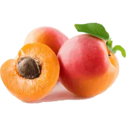 نهال زردآلو میرزایی - جایا کالا