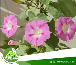 بذر گل پیچک نیلوفر صورتی