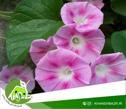 بذر گل پیچک نیلوفر صورتی