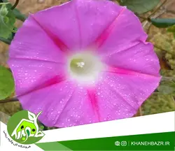 بذر گل پیچک نیلوفر صورتی