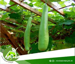 بذر کدو بطری بلند یا قلیانی