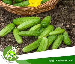 بذر خیار مینیاتوری