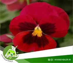 بذر بنفشه قرمز 50 عددی