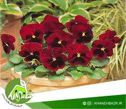 بذر بنفشه قرمز 50 عددی