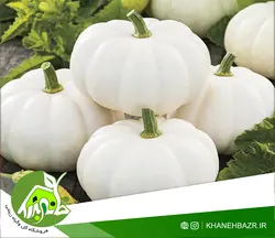 بذر کدو سفید 5 عددی