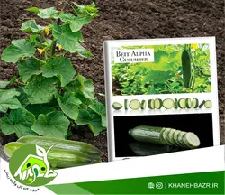 بذر خیار زمینی پک 10 عددی