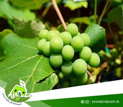 بذر بادمجان تایلند نخودی