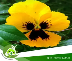 بذر بنفشه زرد خالدار ایتالیایی