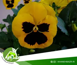 بذر بنفشه زرد خالدار ایتالیایی