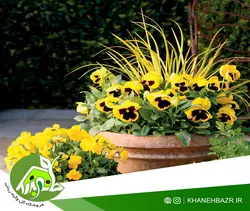 بذر بنفشه زرد خالدار ایتالیایی